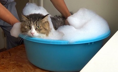 猫,シャンプー,お風呂