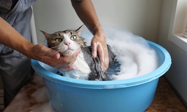 猫,シャンプー,お風呂