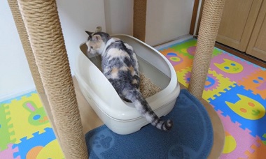猫,ニャンとも清潔トイレ,レビュー