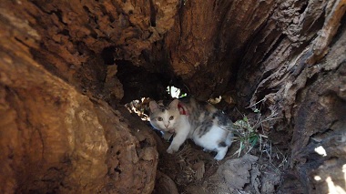 猫,樹洞,入る