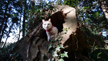 猫,樹洞,入る