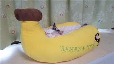 猫,バナナ,ベッド