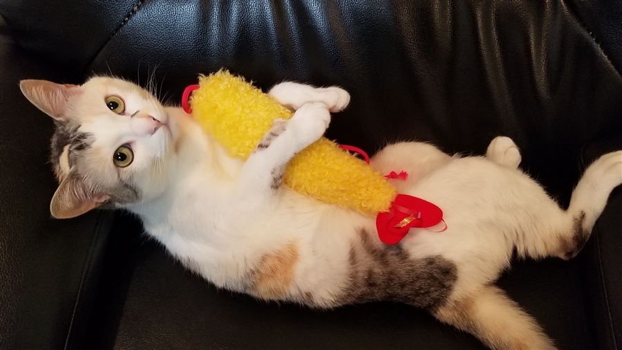 猫おもちゃ【蹴りまくら えび天】動画レビュー