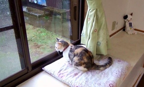 猫,台風,避難