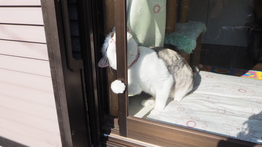 網戸 対策 猫