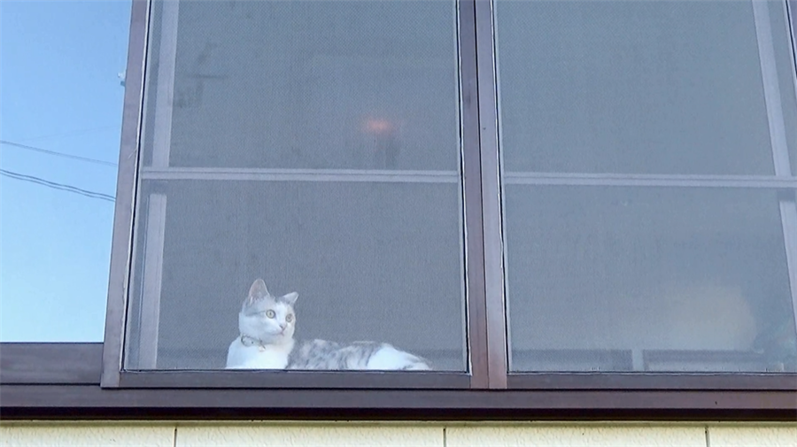 6/15 ネコ吉の新部屋も猫網戸対策！